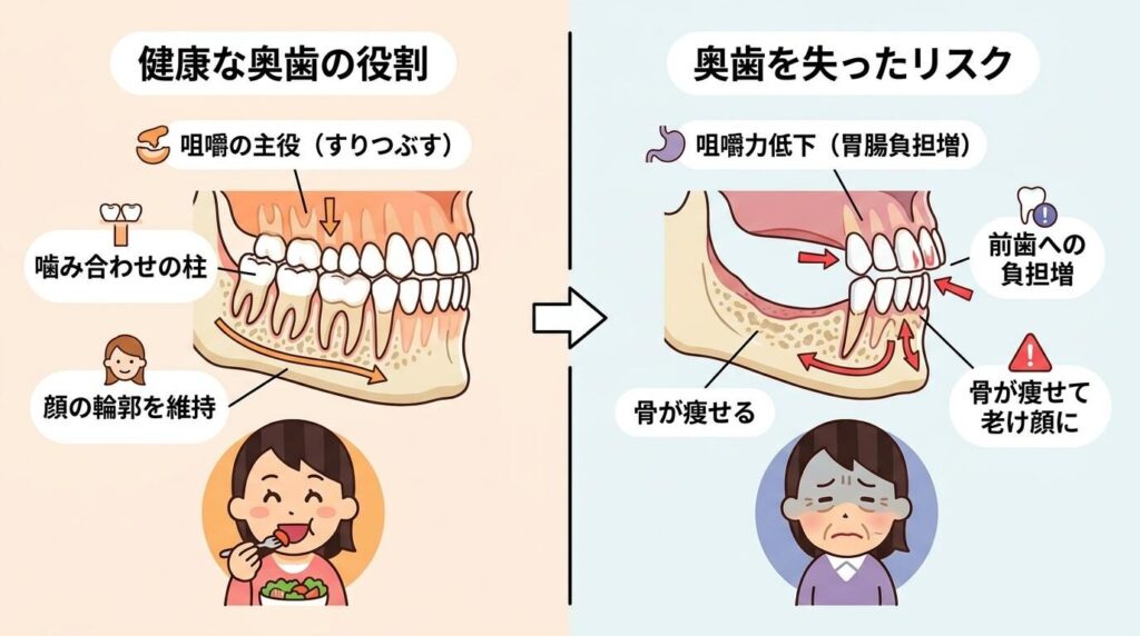 奥歯が持つ重要な役割と失った際のリスク